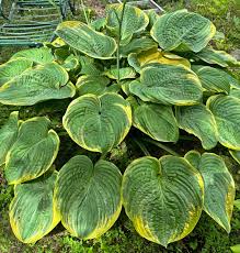 Attēlu rezultāti vaicājumam “Hosta sp. leaf”