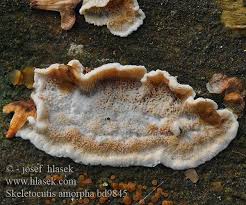 Attēlu rezultāti vaicājumam “Skeletocutis odora”