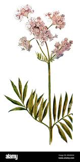 Image result for Baldrian