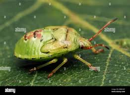 Attēlu rezultāti vaicājumam “Elasmostethus interstinctus nymph”