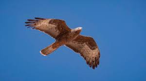 Image result for Pernis apivorus