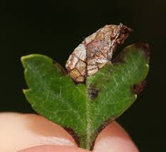 Attēlu rezultāti vaicājumam “Parornix anglicella”