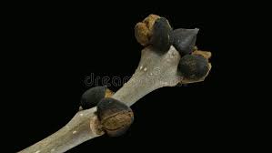 Attēlu rezultāti vaicājumam “Fraxinus excelsior bud”