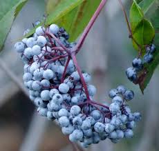 Attēlu rezultāti vaicājumam “Sambucus nigra fruit”