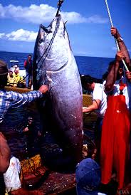 Image result for Thunnus thynnus