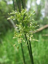 Attēlu rezultāti vaicājumam “Juncus effusus fruit”