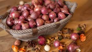 Image result for Zwiebeln