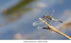 Attēlu rezultāti vaicājumam “Leucorrhinia”