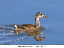 Attēlu rezultāti vaicājumam “Gallinula chloropus juvenile”