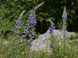 Image result for Campanula spicata