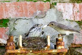 Attēlu rezultāti vaicājumam “Muscicapa striata nest”