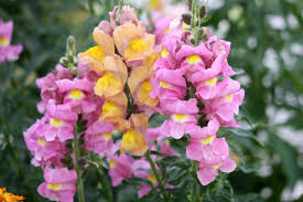 Image result for Antirrhinum majus maximum