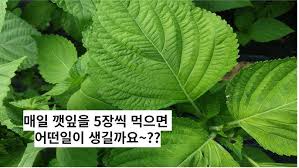 Image result for 깱깲깳깴깵깶깷깺깾깿꺀꺁꺂꺃꺆꺇꺈꺉꺊꺋꺍꺎꺏꺐