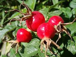 Attēlu rezultāti vaicājumam “Rosa villosa fruit”