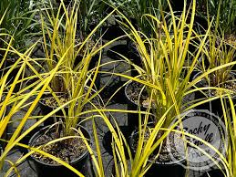 Attēlu rezultāti vaicājumam “Carex elata”