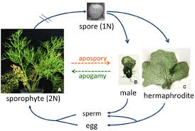 Attēlu rezultāti vaicājumam “sporophyte”