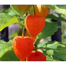 Image result for Lampionblume