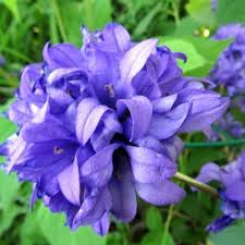Attēlu rezultāti vaicājumam “Campanula glomerata fruit”