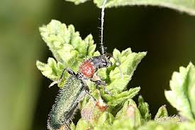 Attēlu rezultāti vaicājumam “Dasytes sp.”