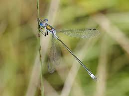 Attēlu rezultāti vaicājumam “Lestes sponsa”