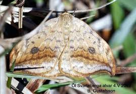 Attēlu rezultāti vaicājumam “Drepana falcataria”