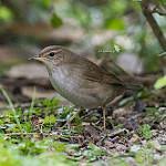 Image result for Locustella fluviatilis