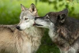 Image result for Westgate Wolves A.R.L.F.C.