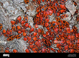 Attēlu rezultāti vaicājumam “Pyrrhocoris apterus”