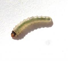 Attēlu rezultāti vaicājumam “Proutia betulina larva”