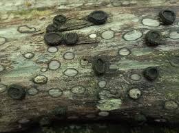 Attēlu rezultāti vaicājumam “Biscogniauxia marginata”