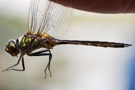 Attēlu rezultāti vaicājumam “Somatochlora flavomaculata”