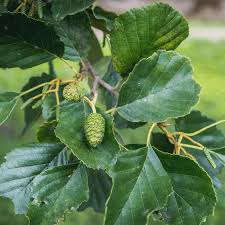 Attēlu rezultāti vaicājumam “Alnus glutinosa bud”