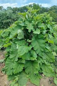 Attēlu rezultāti vaicājumam “Arctium lappa”