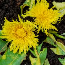 Attēlu rezultāti vaicājumam “Taraxacum suecicum flower”