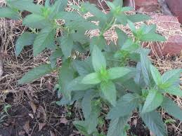 Attēlu rezultāti vaicājumam “Mentha spicata leaf”