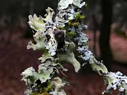 Attēlu rezultāti vaicājumam “Hypotrachyna sp.”