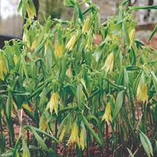 Attēlu rezultāti vaicājumam “Uvularia grandiflora”