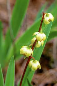 Attēlu rezultāti vaicājumam “Pyrola chlorantha flower”