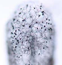 Attēlu rezultāti vaicājumam “Lamproderma ovoideum spores”