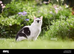 Attēlu rezultāti vaicājumam “Felis silvestris catus”