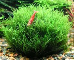 Attēlu rezultāti vaicājumam “Leptodictyum riparium”