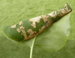 Attēlu rezultāti vaicājumam “Gracillaria syringella larva”