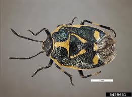 Attēlu rezultāti vaicājumam “Eurydema oleracea”