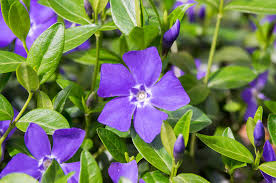 Attēlu rezultāti vaicājumam “Vinca minor flower”