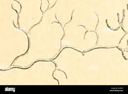 Attēlu rezultāti vaicājumam “Orthotrichum lyellii”