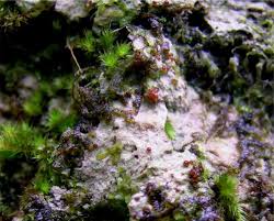 Attēlu rezultāti vaicājumam “Thelopsis rubella”