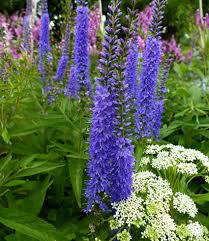 Attēlu rezultāti vaicājumam “Veronica longifolia”