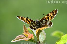 Attēlu rezultāti vaicājumam “Hamearis lucina”