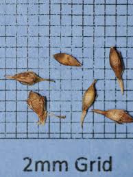 Attēlu rezultāti vaicājumam “Sparganium minimum fruit”