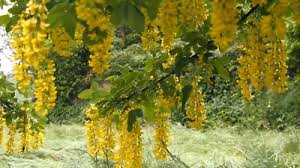 Attēlu rezultāti vaicājumam “Laburnum anagyroides flower”